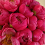 15 коралловых пионов фото 4